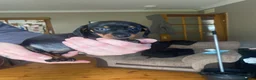 Miniature Dachshund dogs for sale: Mini dachshund puppies  in Dalkeith - Advert 2