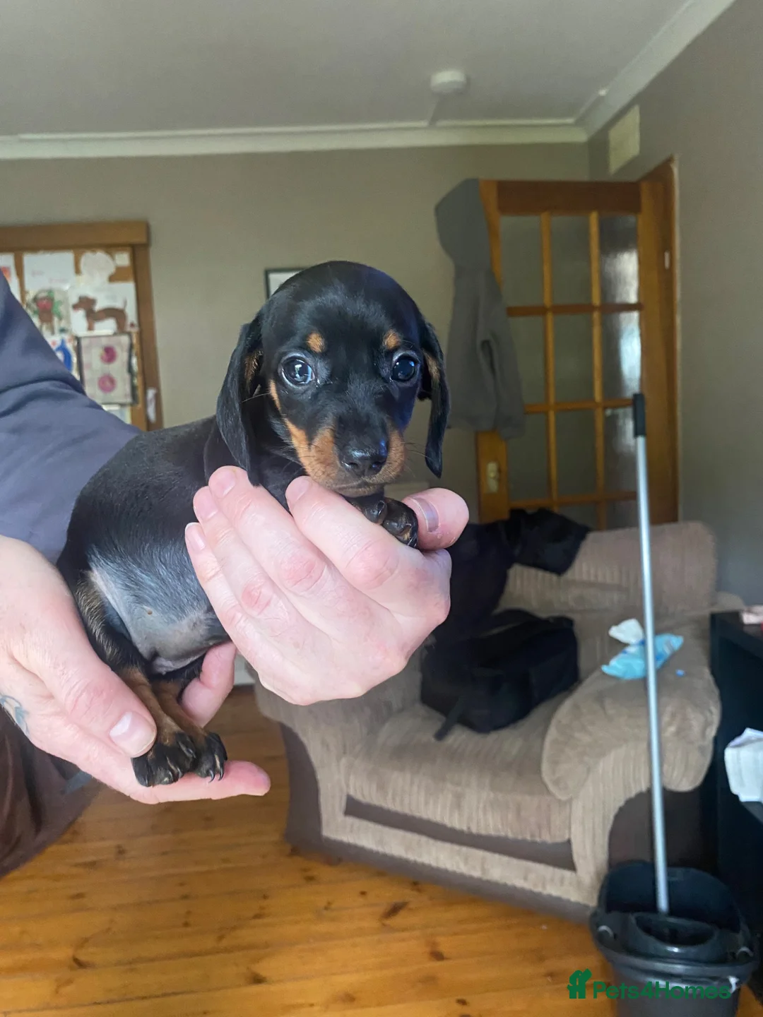 Miniature Dachshund dogs for sale: Mini dachshund puppies  in Dalkeith - Advert 2