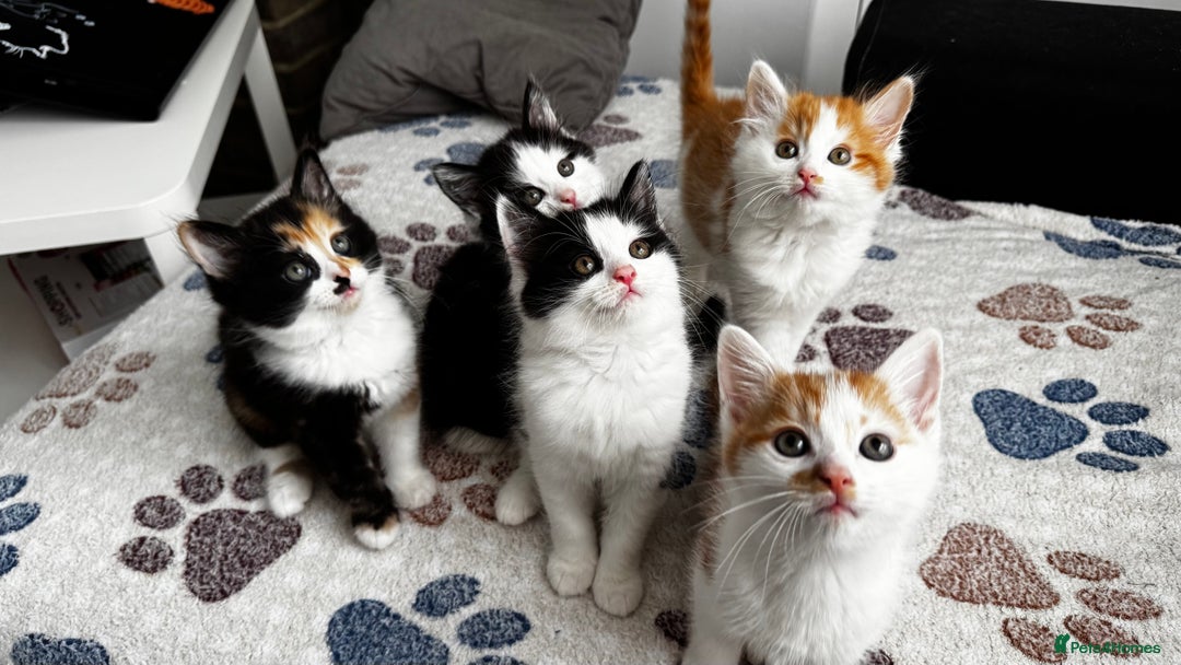 Domestic Shorthair cats for sale: Beautiful and adorable kittens for sale☺️ - Image 23