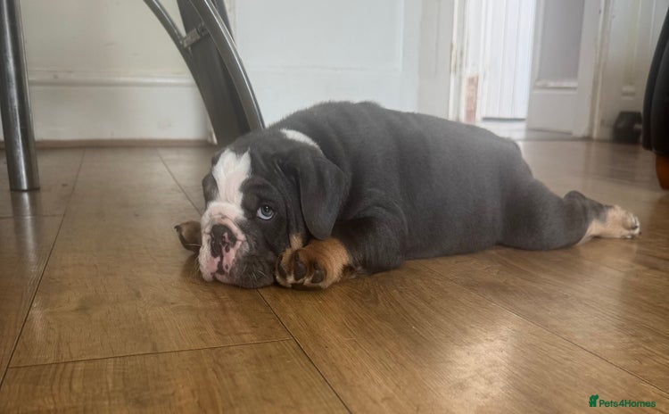 English Bulldog dogs - Advert 8