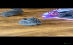 British Shorthair cats for sale: British Shorthair kittens for sale - Image 5