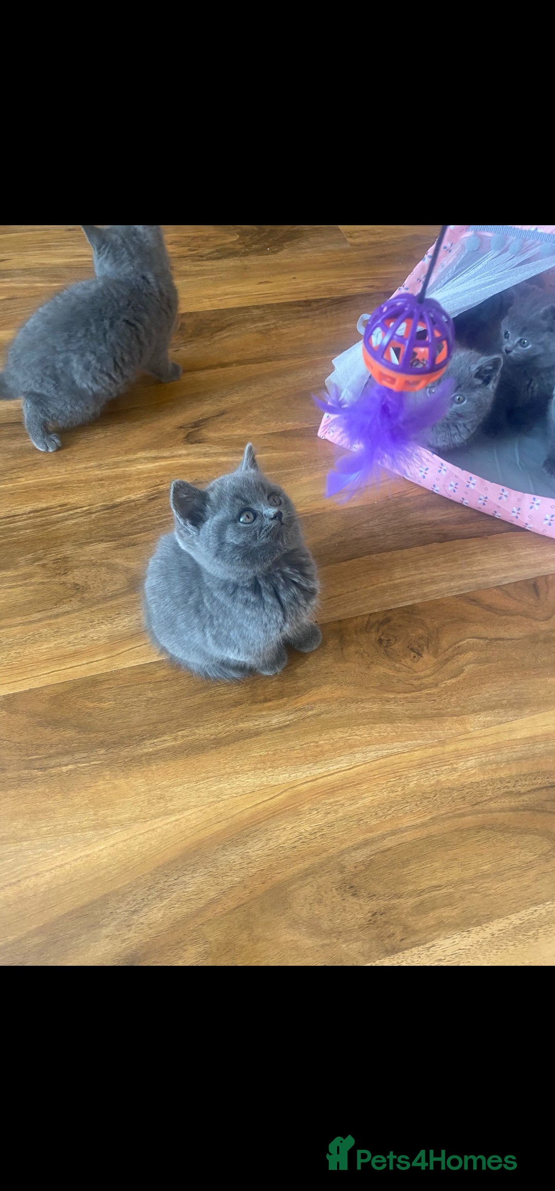 British Shorthair cats for sale: British Shorthair kittens for sale - Image 5