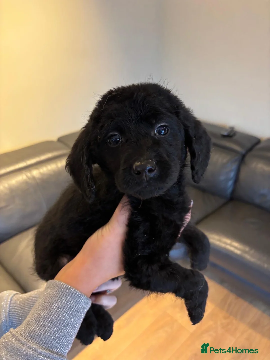 Labradoodle dogs for sale: Stunning Merle labradoodle puppies!!! - Advert 3