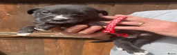 Mixed Breed dogs for sale: Beautiful Bullador puppies  - Advert 10