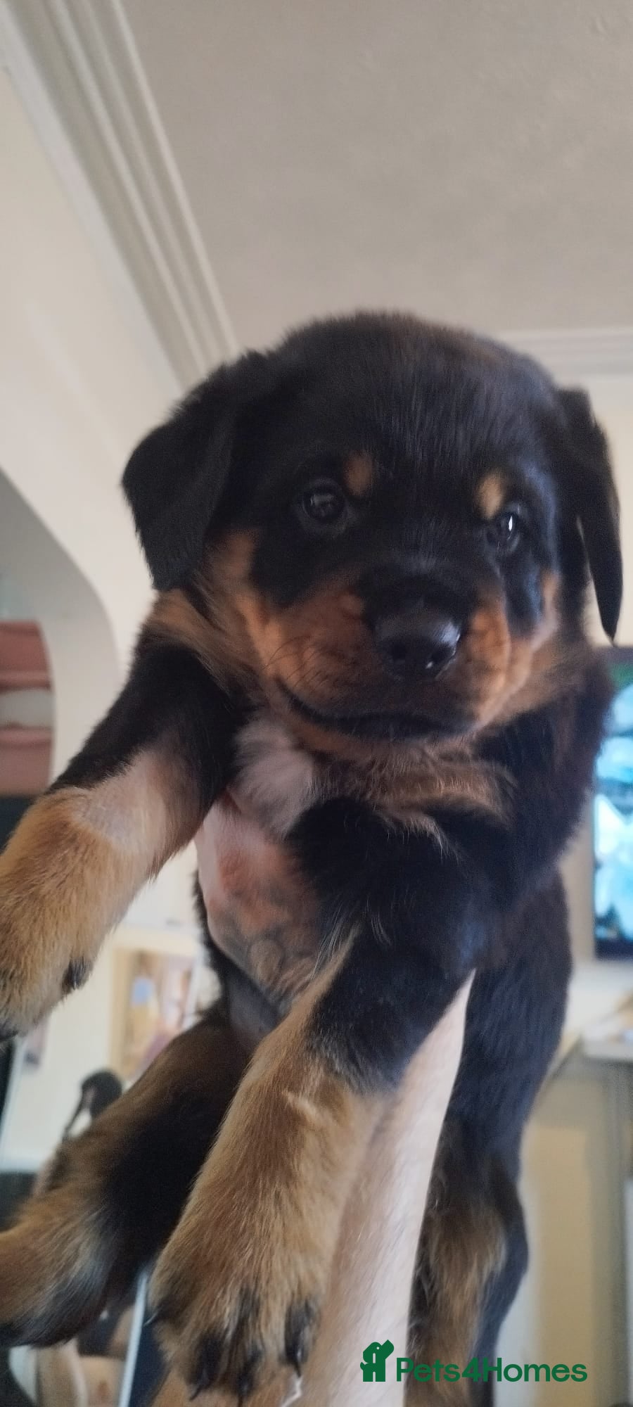Rottweiler dogs ROTTWEILER PUPS- Orange male has come availabl - Advert 14