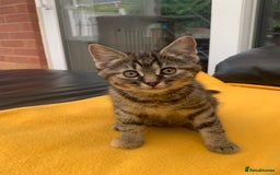 British Longhair cats for sale: 5 adorable male kittens - Image 4
