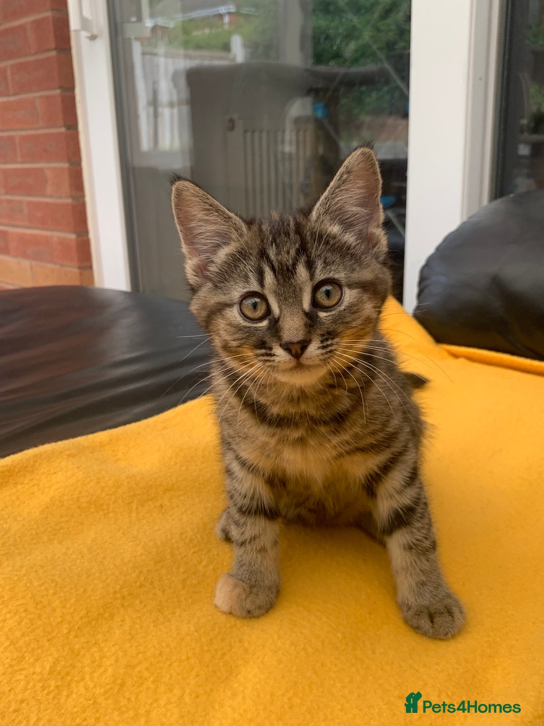 British Longhair cats for sale: 5 adorable male kittens - Image 4
