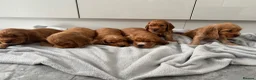 Cocker Spaniel dogs for sale: KC SHOW COCKER SPANIEL PUPS GOLDEN - Advert 18