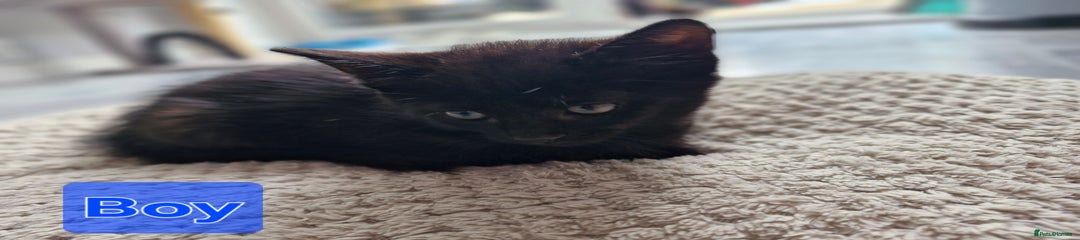 Ragdoll Kitten 2