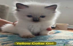 Ragdoll cats for sale: GCCF Championship Line Ragdolls - Image 4