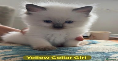 Ragdoll cats - Advert 11