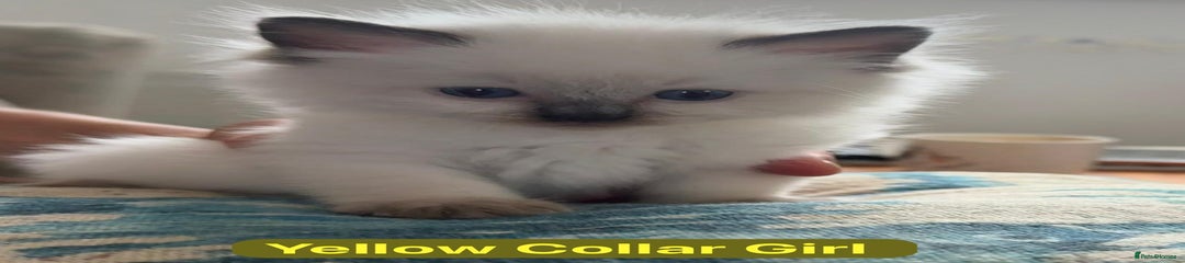 Yellow Collar Girl