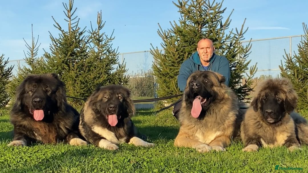 Caucasian Shepherd Dog dogs for sale: 🧸Caucasian Shepherd Puppies Ready Now! 🧸 - Image 11