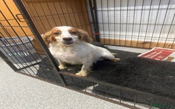 Cocker Spaniel dogs for sale: Kc reg . Lemon/white cocker bitch. 4 year old - Image 2