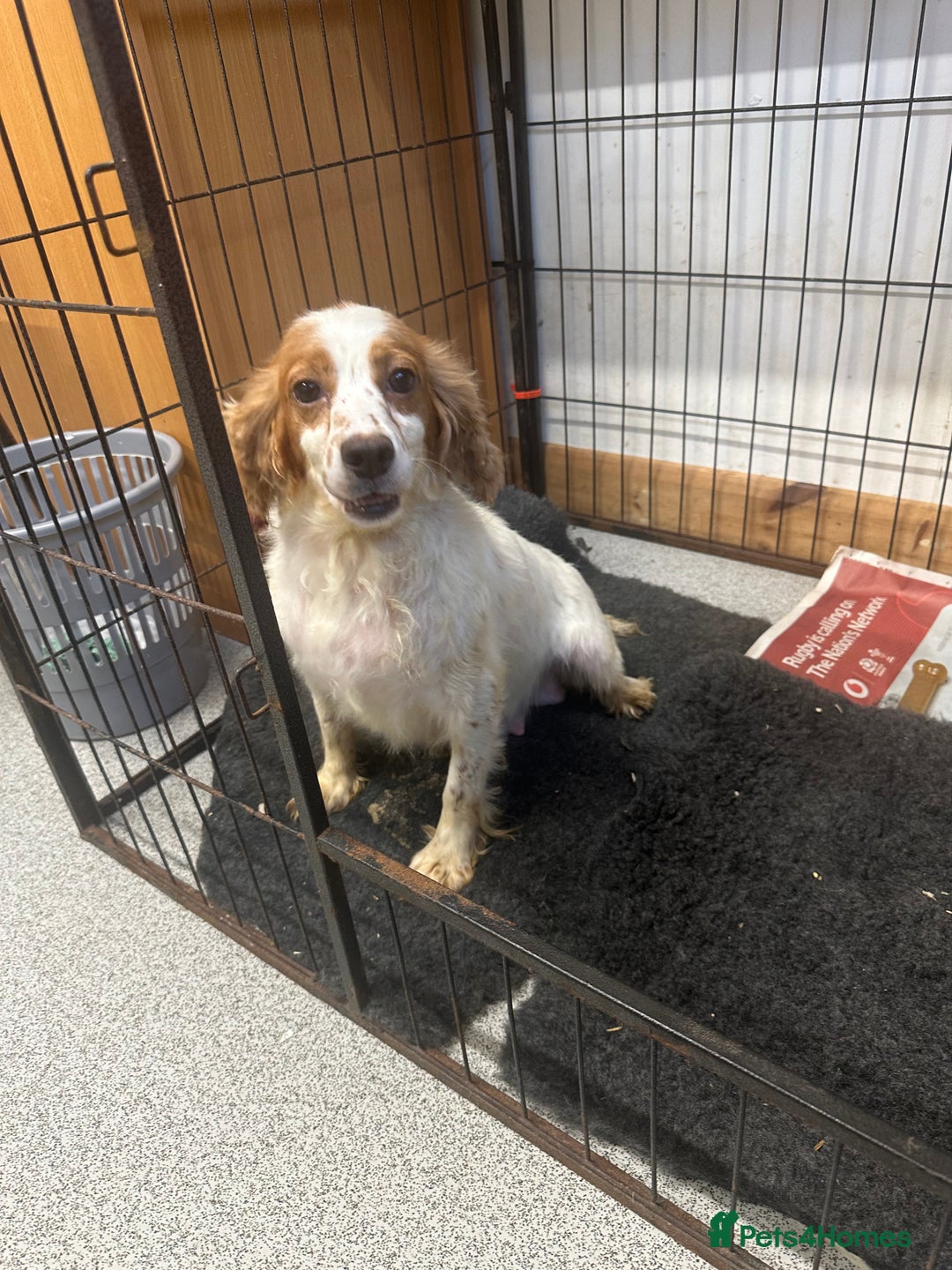 Cocker Spaniel dogs for sale: Kc reg . Lemon/white cocker bitch. 4 year old - Image 2
