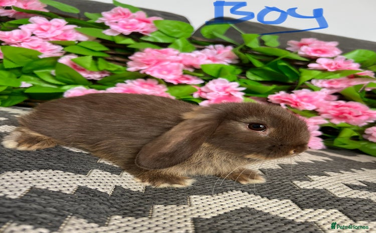 Mini Lop rabbits - Advert 10