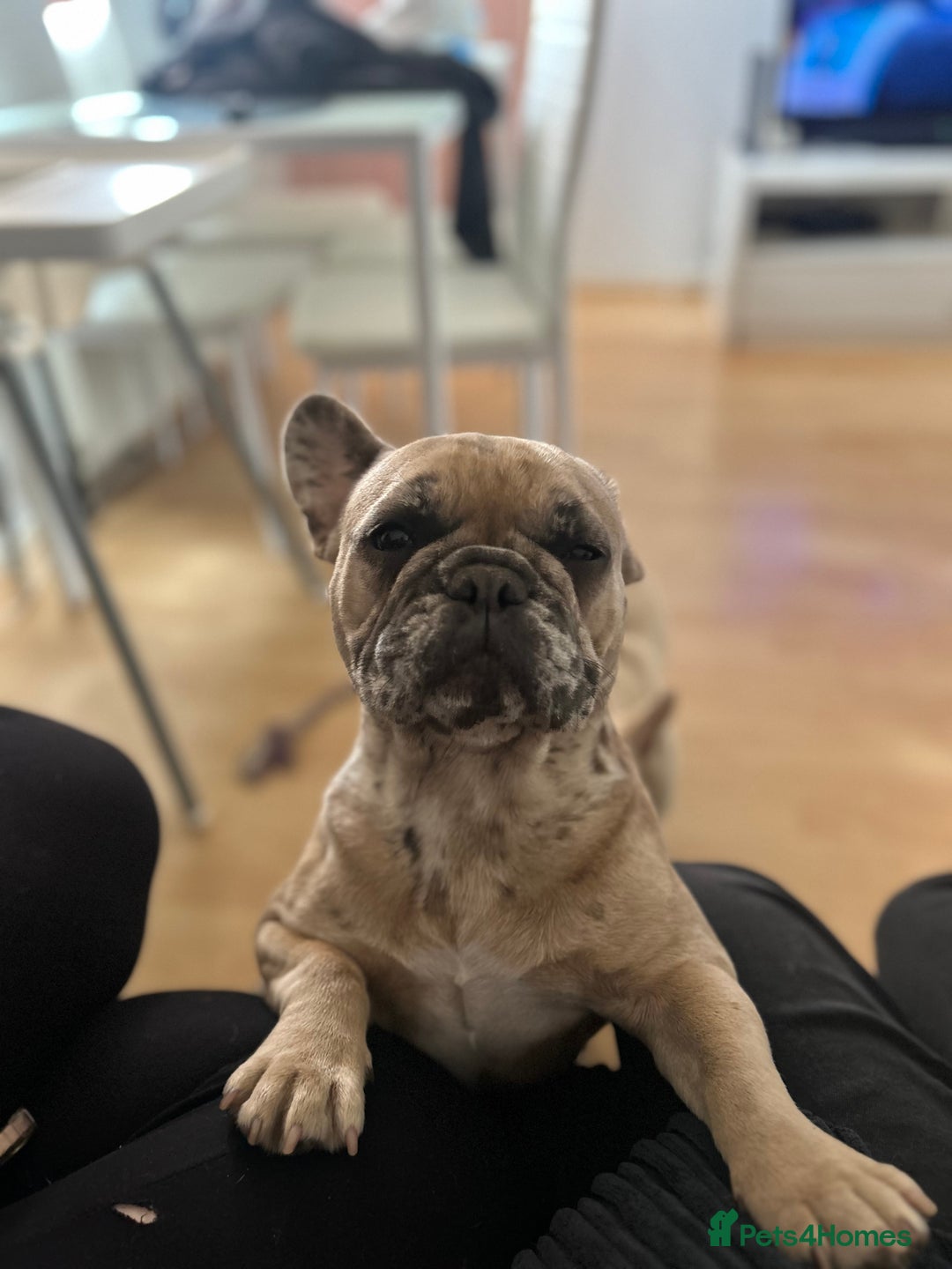 French Bulldog dogs for sale: KC French bulldog puppies dad 5 generation pedigre - Advert 8