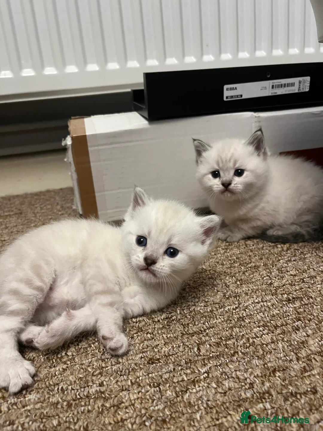 British Shorthair cats for sale: A beautiful kittens British shorthair  - Advert 22
