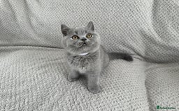 British Shorthair cats for sale: READY NOW 😻Pedigree BSH with perks in Swindon - Image 15