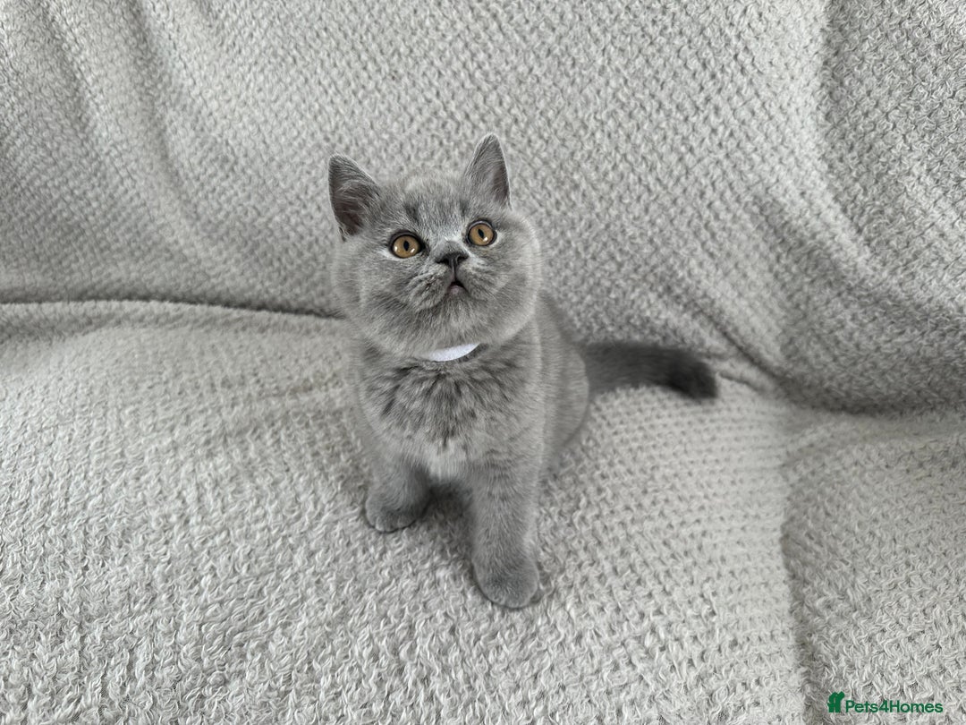 British Shorthair cats for sale: READY NOW 😻Pedigree BSH with perks in Swindon - Image 15
