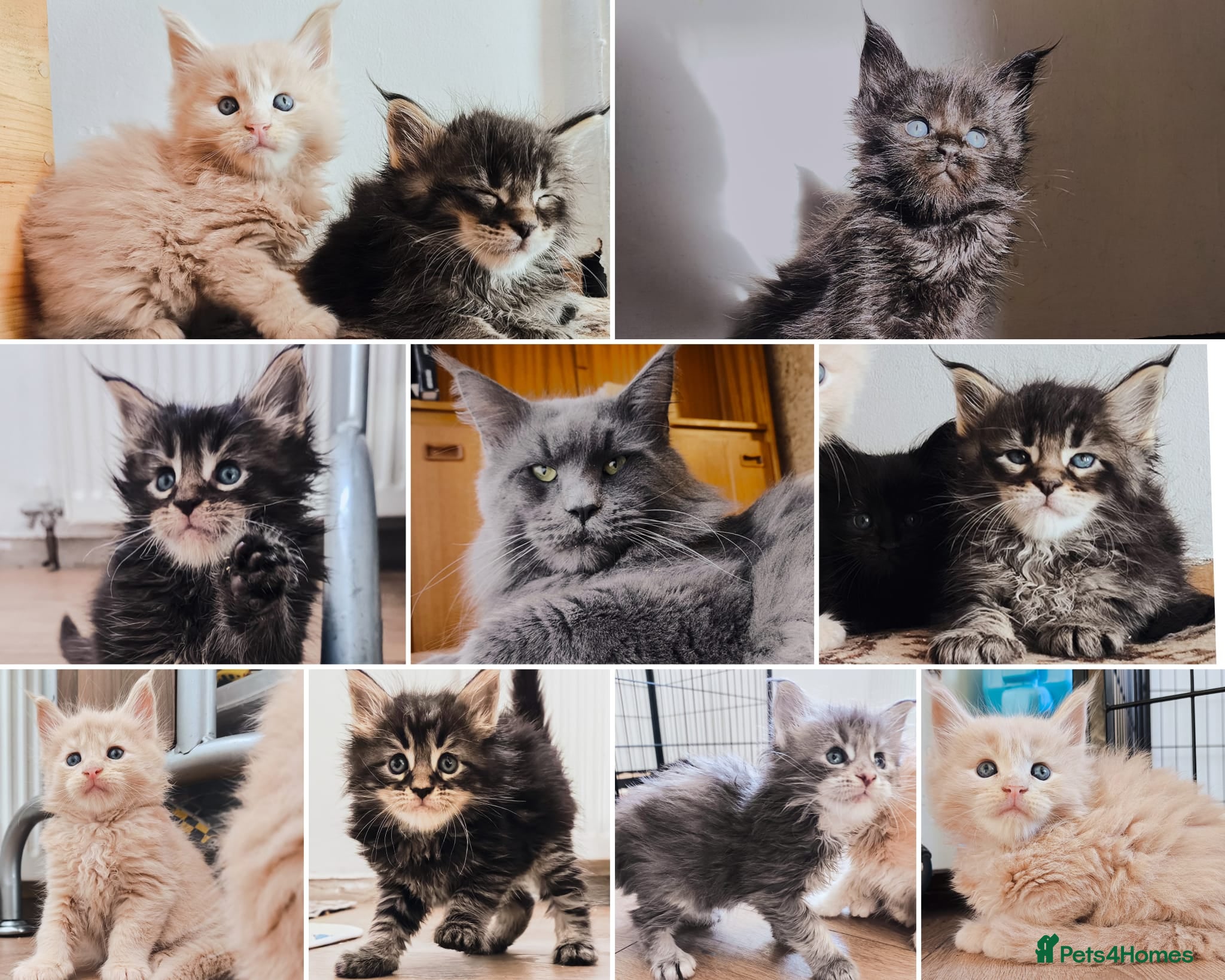 Maine Coon cats Maine coon kittens champion line DNA health tested - Advert 19