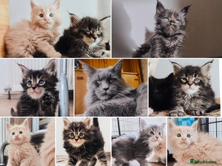 Maine Coon cats Maine coon kittens champion line DNA health tested - Advert 19