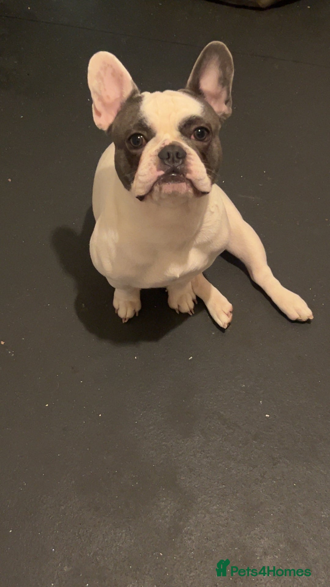 French Bulldog dogs for sale: Looking to rehome my beautiful reggie - Advert 4