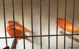 Canaries birds for sale: Red Factor Canaries - Image 3