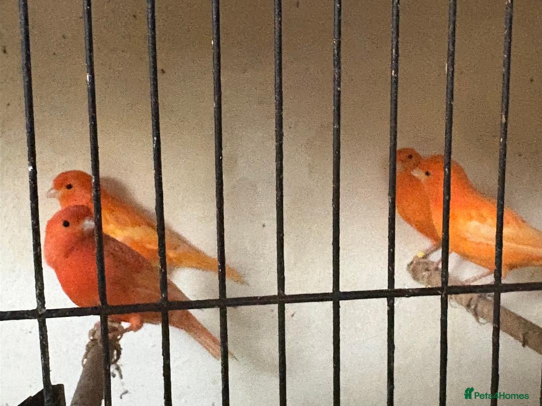 Canaries birds for sale: Red Factor Canaries - Image 3