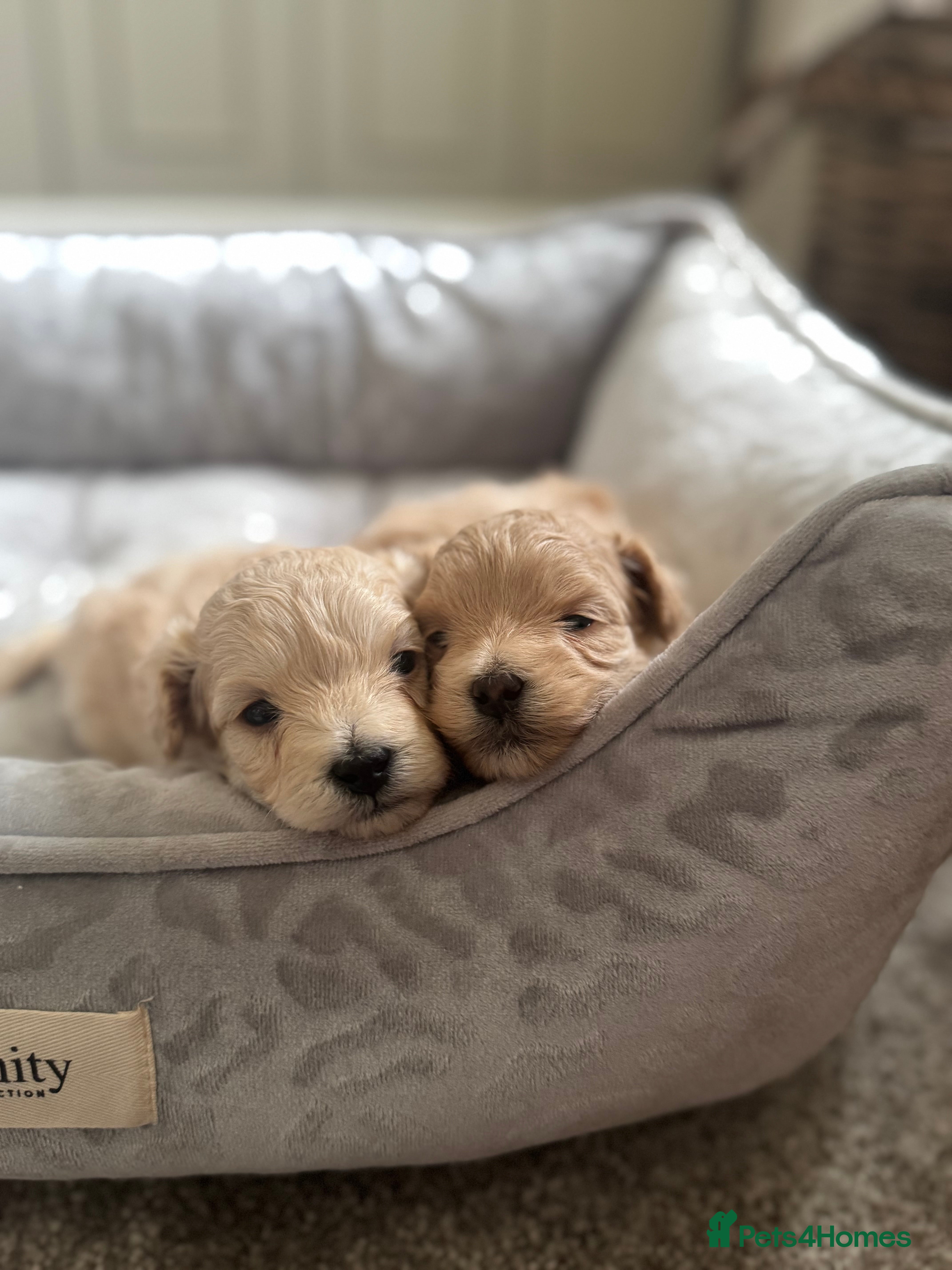 Maltipoo dogs 🐾 Health Tested Toy Maltipoo Puppies 🐾 - Advert 5