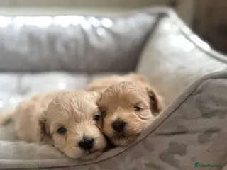 Maltipoo dogs 🐾 Health Tested Toy Maltipoo Puppies 🐾 - Advert 5