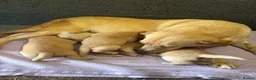 Labrador Retriever dogs for sale: Labrador Puppies  - Advert 2
