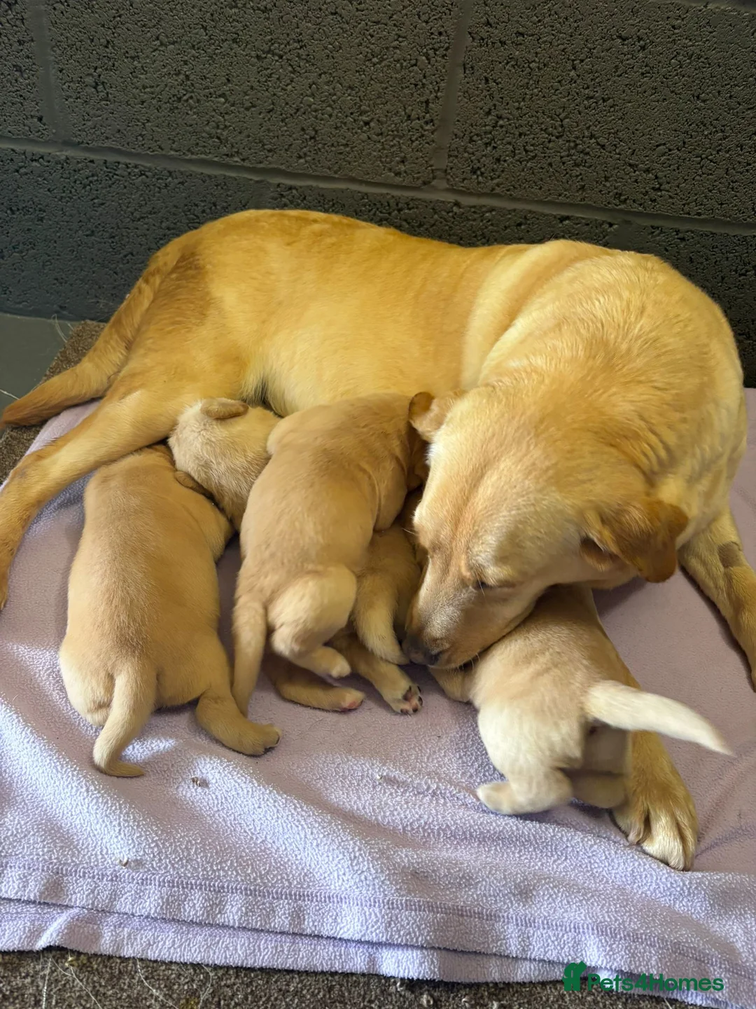 Labrador Retriever dogs for sale: Labrador Puppies  - Advert 2