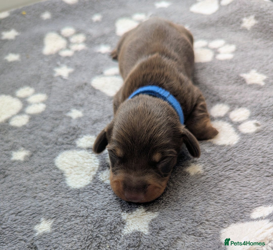 Miniature Dachshund dogs for sale: KC Registered miniature Dachshund Puppies - Image 2