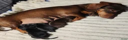 Miniature Dachshund dogs for sale: Last two beautiful mini dachshunds  - Advert 1