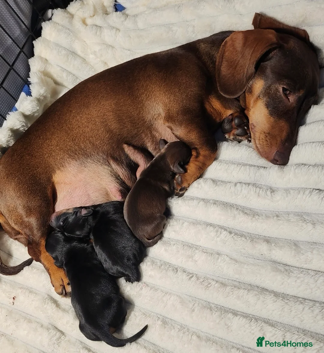 Miniature Dachshund dogs for sale: Last two beautiful mini dachshunds  - Advert 1