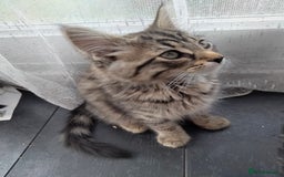 British Shorthair cats for sale: 3 kittens looking for a nice house - Image 7