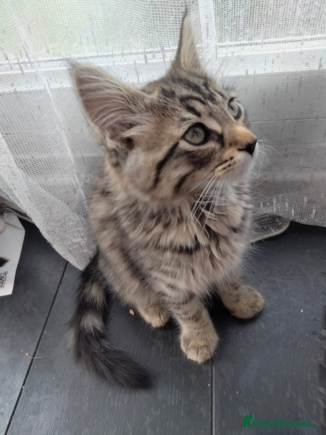 British Shorthair cats for sale: 3 kittens looking for a nice house - Image 7