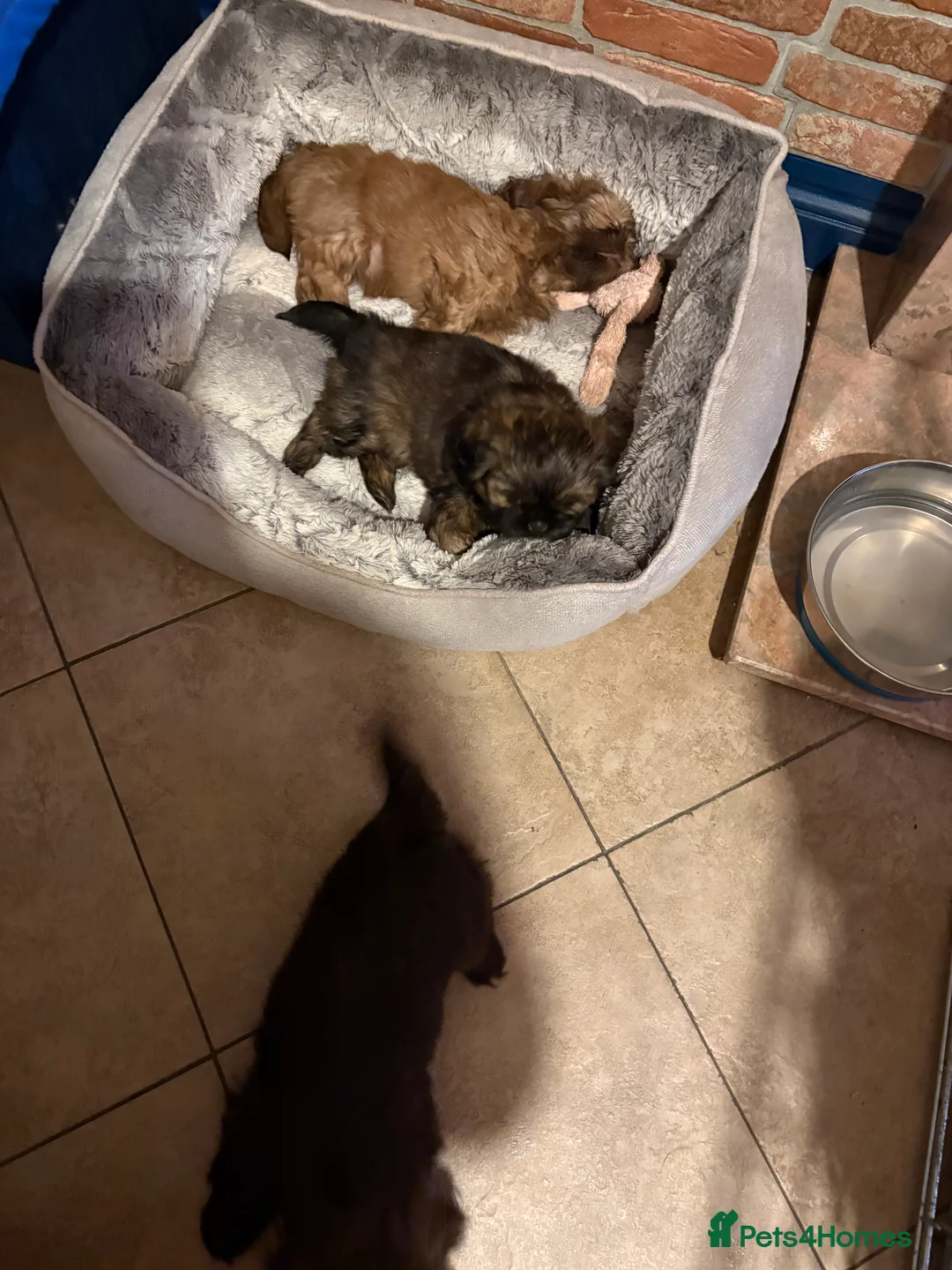 Shih Tzu dogs for sale: ALL SOLD THANK YOU - Advert 22