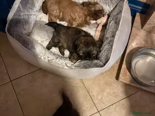 Shih Tzu dogs Karashishi shih tzu - Advert 3