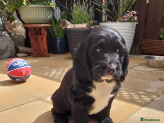 Cocker Spaniel dogs Cocker Spaniel puppies - Advert 5