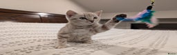 Bengal cats for sale: 🤍🩶 Stunning Snow Bengal Kittens 🩶🤍 - Advert 13
