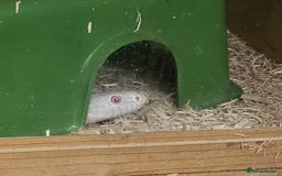 Corn Snake reptiles for sale: Snow corn and viv - Image 11