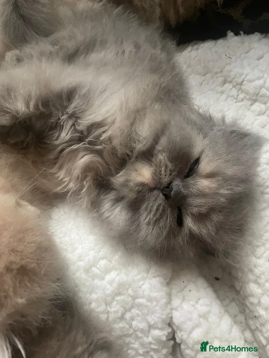 Persian cats for sale: Two Beautiful Blue Persian Kittens💙 - Advert 1