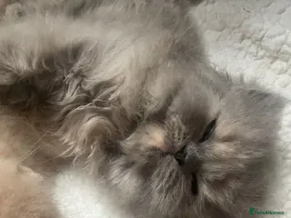 Persian cats Two Beautiful Blue Persian Kittens💙 - Advert 3