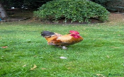 Chickens poultry for sale: 4 VERY HANDSOME HAND REARED SILKY MIX COCKERELS  - Image 17