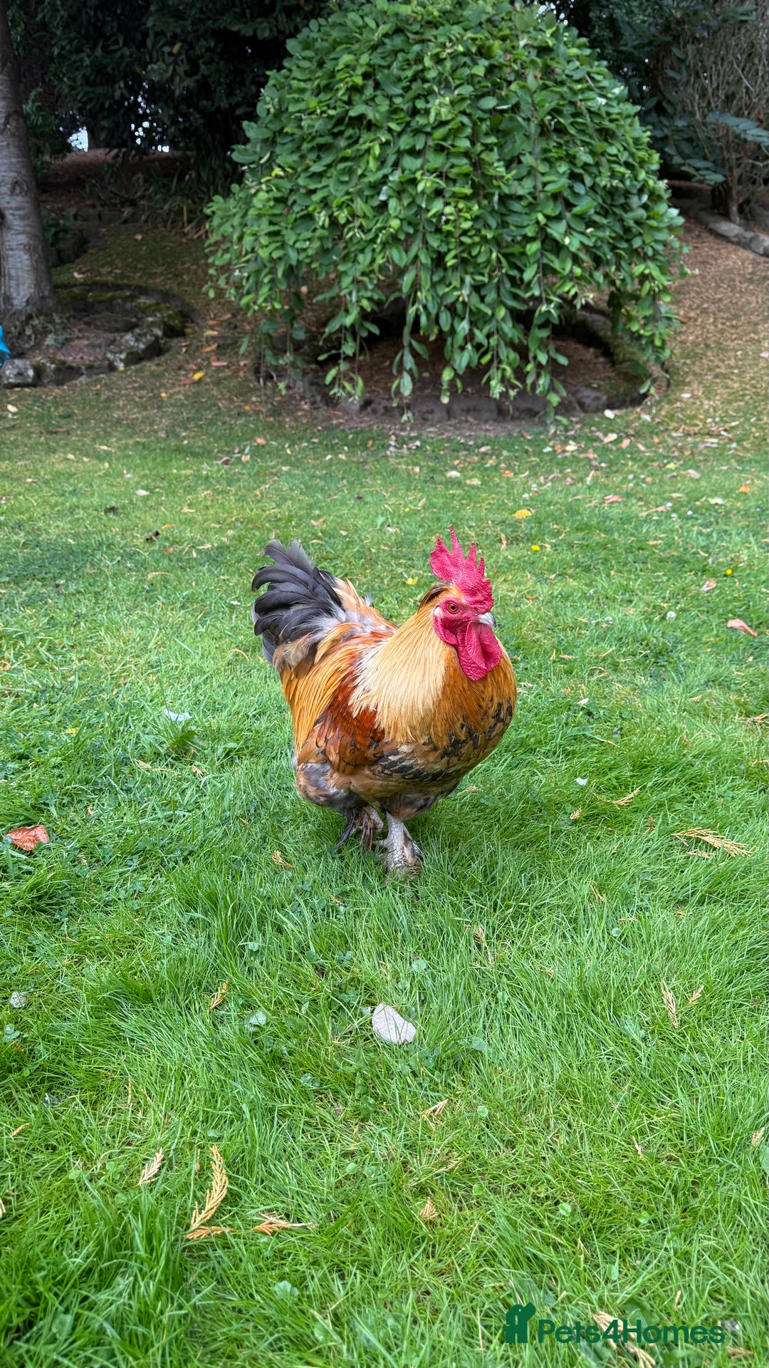 Chickens poultry for sale: 4 VERY HANDSOME HAND REARED SILKY MIX COCKERELS  - Image 17