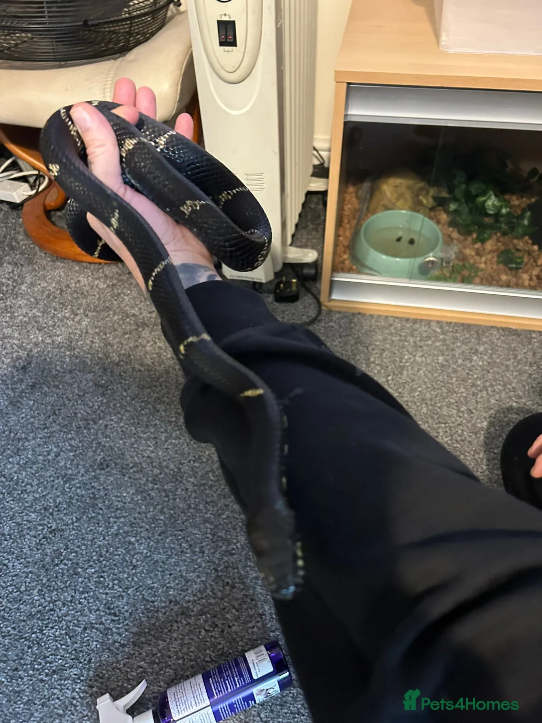 Rat Snake reptiles for sale: Female russian rat snake  - Advert 2