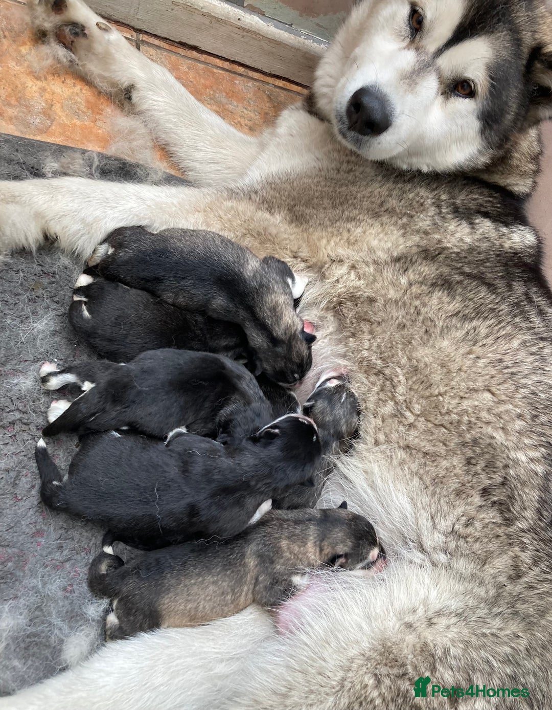 Alaskan Malamute dogs for sale: Alsaskan malamute puppies  - Advert 18