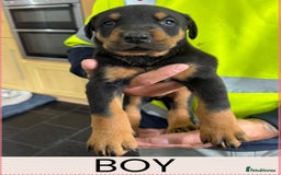 Dobermann dogs for sale: Doberman puppies for sale boys & girls  - Image 3